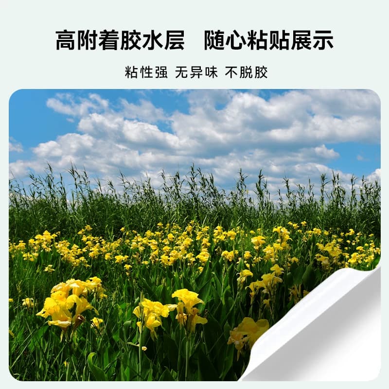 【新绿天章】TANGO天章A4喷墨高光铜版纸50张自带背胶色彩亮丽快打速干广告标签海报打印办公家用多场景通用,详情图 4