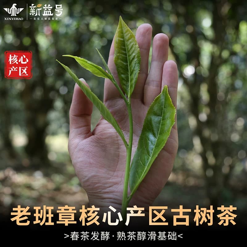 新益号正品十年以上老班章普洱茶熟茶云南古树龙珠沱茶口粮茶,详情图 3